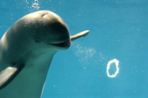 スナメリ・バブルリング